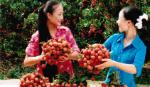 First ever Thanh Ha lychee festival to be held in late May