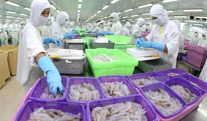 Processing shrimp for exports (Photo: VNA)