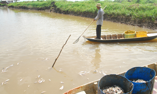 Cá chết khiến cho nguồn nước ô nhiễm nặng được xổ xả thẳng ra sông Tiền.