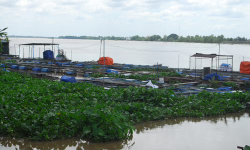Những bè nuôi cá trên sông Tiền cũng góp phần làm cho mức độ ô nhiễm ngày càng nặng hơn.