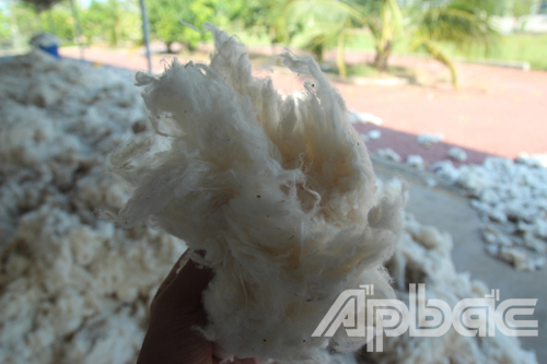  Tiếp tục giải phóng 6.000 tấn bông cotton sang khu đất trống trong KCN Long Giang.