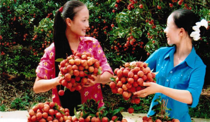 Hai Duong is expected to harvest around 55,000 – 60,000 tonnes of lychees during this season (illustrative image)