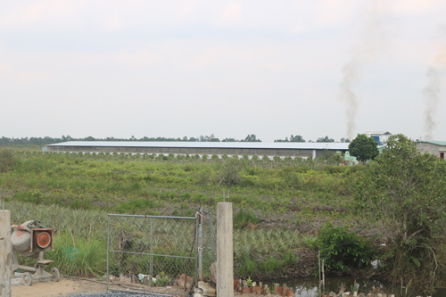 Trại heo gây mùi hôi tại xã Hưng Thạnh, huyện Tân Phước.