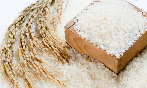 Organisations and individuals must also have certificates for rice products, in accordance with the Vietnamese standards (TCVN) and fulfil their tax obligations and ensure environmental protection. (Photo: cafef.vn)