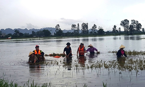 Armed forces help farmers in Ha Lan commune, Bim Son town (Thanh Hoa province) to harvest flooded rice.