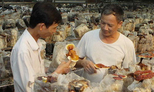 A mushroom farm (Photo: VNA)