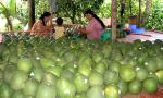 Vietnam's fruit, vegetables export sees impressive growth