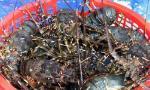 Measures sought to facilitate Vietnam's shrimp export to US