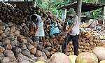 Giá dừa xuống thấp, người trồng lao đao