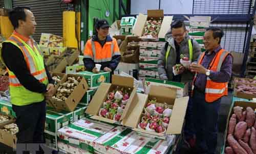 Consumers buy Vietnam's dragon fruits at a market in Sydney (Source: VNA)