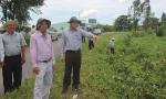 Chairman of the PPC inspects a work of dredging water hyacinth plants