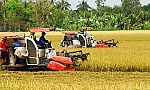 Chuyển hướng mạnh trong sản xuất lúa - gạo