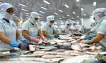 VASEP urges strict quality control of tra fish exported to China
