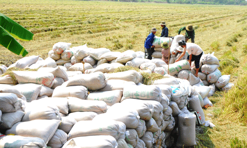Lúa của nông dân trong mô hình Cánh đồng lớn ở xã Hậu Mỹ Trinh (huyện Cái Bè) tập trung ra bờ kinh để bán  cho Công ty Lương thực Tiền Giang.