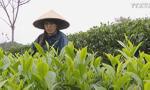 Vietnam is fifth biggest tea exporter worldwide
