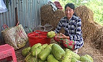 Huyện cù lao gặp khó trong tiêu thụ nông sản