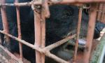 Tien Giang ends bear farming activities at private farms