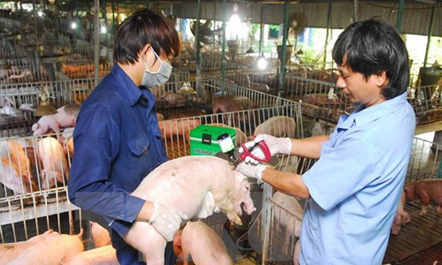 Bộ NN-PTNT kêu gọi giám sát đàn heo để bảo vệ chăn nuôi trước nguy cơ dịch tả heo Châu Phi tcó thể tràn vào Việt Nam