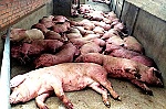 Bệnh tả lợn có lây sang người khi dùng thịt lợn?