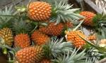 The price of the Tan Phuoc pineapple goes up