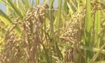 Rice production drops slightly in summer-autumn crop