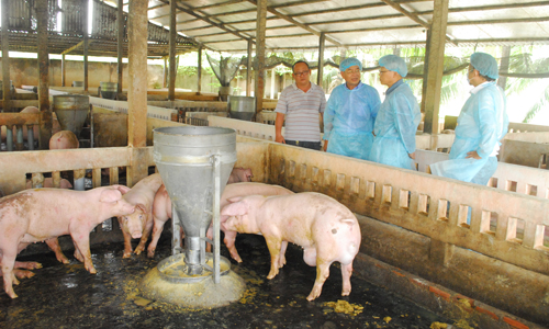 Trang trại nuôi heo của ông Nguyễn Trần Tường Bá đã tăng đàn sau khi giá  tăng trở lại.