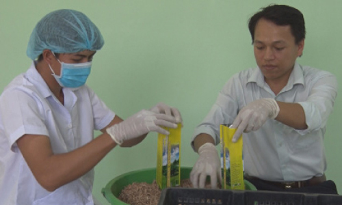 Anh Nguyễn Văn Phụng khởi nghiệp với mô hình sản xuất trà mãng cầu  mang thương hiệu Phụng Tiên.