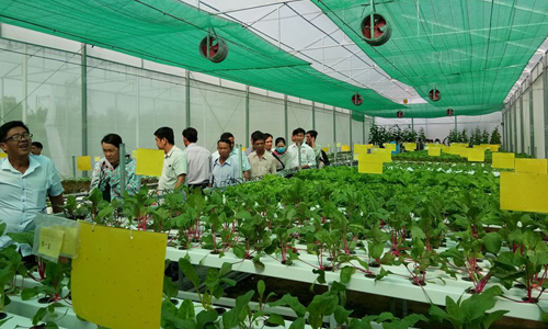 Tham quan mô hình trồng rau thủy canh tại HTX Dịch vụ nông nghiệp Đạo Thạnh.