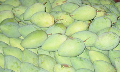 Hoa Loc mango as. Photo: HUU CHI