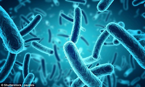 Vi khuẩn Listeria monocytogenes tạo ra dòng điện trong quá trình loại bỏ các chất thải ra khỏi tế bào của chúng - (Ảnh: Shutterstock).