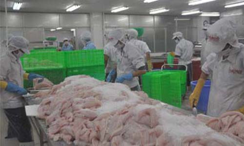 Processing Pangasius for export in Go Dang Seafood Co., Ltd. Photo: Thai Thien