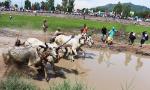 Ox racing festival in An Giang kicks off
