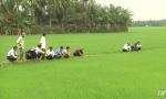 To implement the application of 4.0 technology in rice production from the autumn-winter rice
