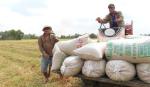 Việt Nam trúng thầu bán 29.000 tấn gạo cho Philippines