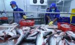 Tra fish exports likely to hit 2.1 billion USD this year