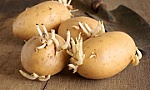 Tại sao khoai tây mọc mầm gây độc cho cơ thể