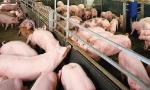 Animal husbandry sector urged to access bigger markets