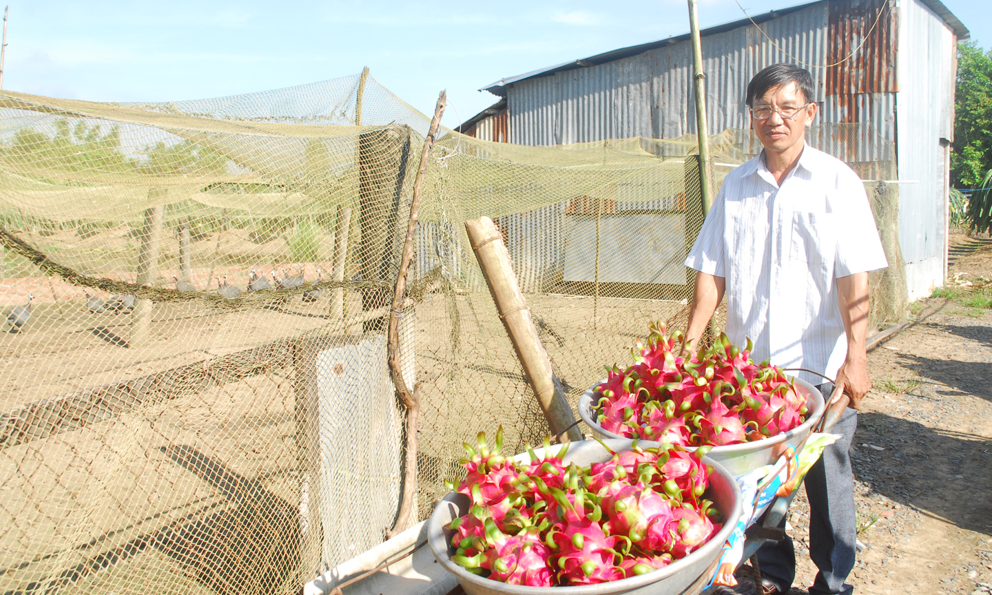 Nông dân sản xuất - kinh doanh giỏi Trần Văn Lực, ấp Bình Ninh, xã Bình Phan  (huyện Chợ Gạo) với mô hình nuôi gà sao kết hợp với trồng thanh long ruột đỏ. Ảnh: S.N