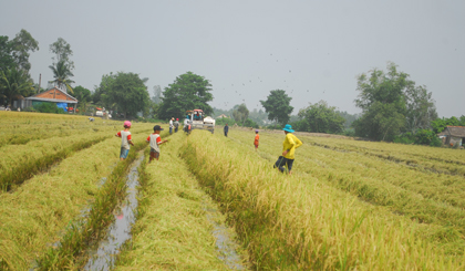 Nông dân xã Mỹ Thành Bắc (huyện Cai Lậy) thu hoạch lúa hè thu 2018.