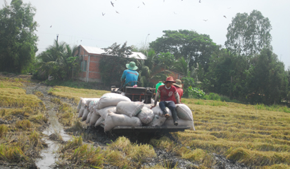 Sình lầy trên đồng khiến việc thu hoạch lúa gặp nhiều khó khăn.