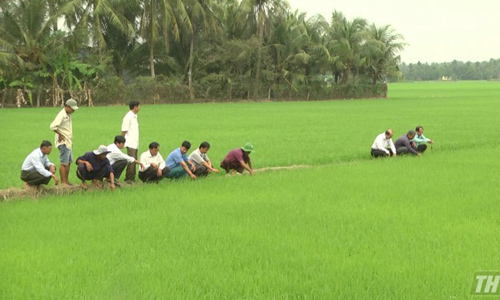 Representatives from DARD and farmers visited rice fields of 16 hectares using 4.0 technology. Picture: Ba Thuy