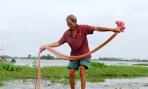 Harvesting water lilies in Dong Thap Muoi (Plain of Reeds). The business can earn about 400,000 - 500,000 VND (17 - 21 USD) a day.