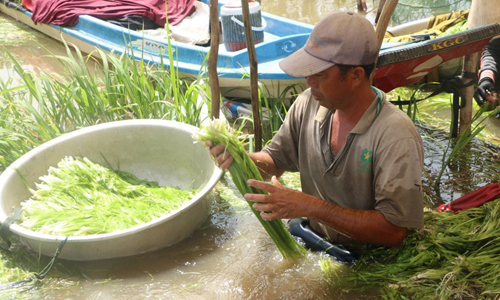 Garlic chives earns a farmer from 500,000 to 700,000 VND per day (21 - 30 USD). 