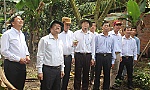 Lãnh đạo tỉnh khảo sát vùng trồng vú sữa ở huyện Châu Thành