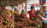 Longan and lychee season experiences record revenue