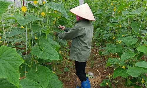 Bac Kan province has developed agricultural production models adaptive to climate change. (Representative photo: baobackan.org.vn)