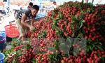 Veggie exports hit 3.5 billion US in 11 months