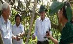 Chairman of the PPC Le Van Huong meets farmers planted star apple