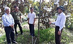 Chủ tịch UBND tỉnh Tiền Giang khảo sát tại các hộ trồng vú sữa