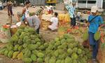 The project for development of durian tree up to 2025 approved